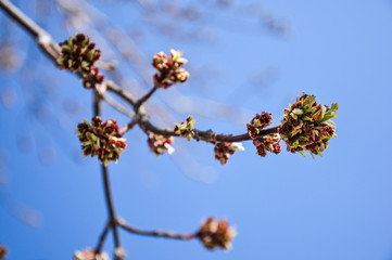 Young Maple buds on the background of vibrant blue sky. Beautiful spring scene.