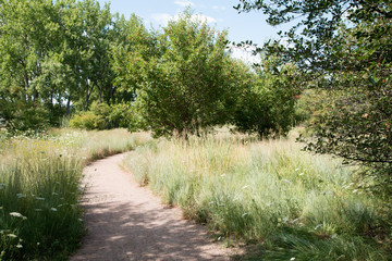 Hiking trail through the woods.