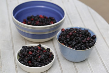 Bowl of fresh blackberries from the garden