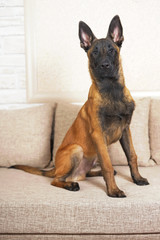 Funny Belgian Shepherd Malinois puppy with a black mask sitting indoors on a couch