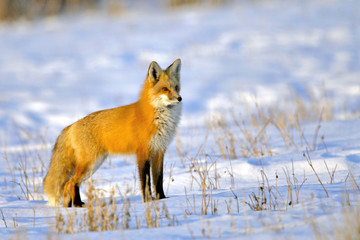 Beautiful Red Fox standing in snow-covered field, watching alert