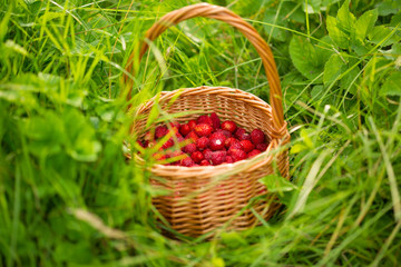 Fototapeta na wymiar Strawberry plant. Juicy red ripe delicious berries of wild strawberries in a basket in the grass. Summertime scene