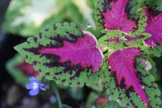 Green and Purple Colleus Plant