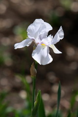 white iris flower