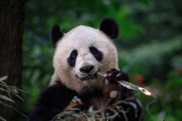  Panda Bear Munching/Eating Bamboo in Sichuan Province, China. Holding stick of bamboo in left paw, looking directly at viewer. Endangered Wildlife Conservation in China © Cedar