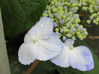 Blue and white hydrangeas with water droplets on the petals and leaves