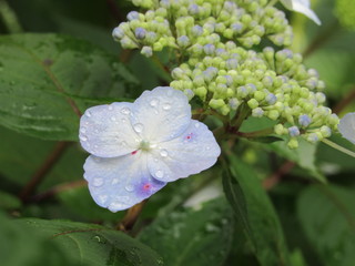 Blue and white hydrangeas with water droplets on the petals and leaves