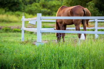 Blur horses in background and grasses with morning dew at foreground,Golden light shine on Green meadow for horses with a stable