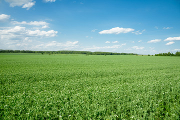 a picturesque view of the green field