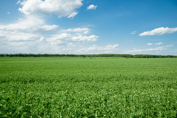 a picturesque view of the green field
