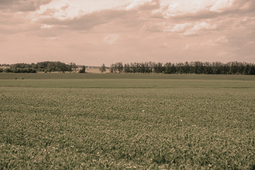 view on the field, vintage view, processing, film filters