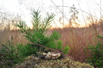 Young little pine in yellow dry grass. Nature background.