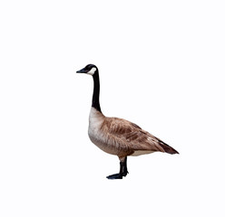 canadian goose close up cut out on a white background