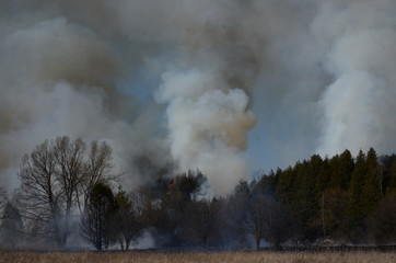 Fototapeta na wymiar Wild fire and burning meadow grass 