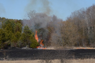 Fototapeta premium Wild fire and burning meadow grass 