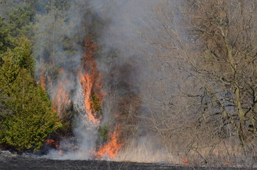 Wild fire and burning meadow grass 