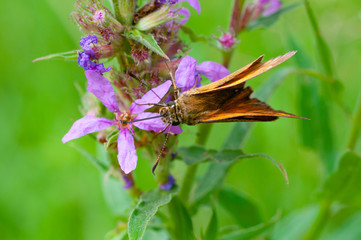 Butterfly on a flower drinks nectar