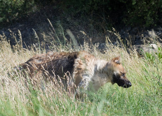 Berger allemand qui se secoue