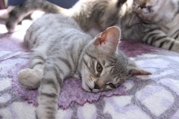 GRAY TABBY KITTEN