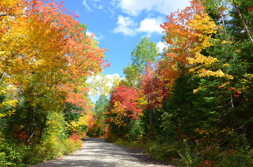 Scenic fall view of colorful forest, Ontario, Canada 