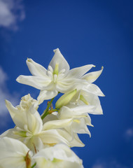 Fototapeta premium The opened yucca flower