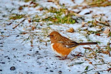 Female Eastern Towhee in winter