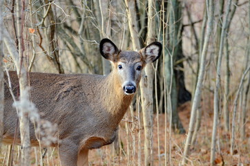 Wild White tailed deer posing in fall meadow