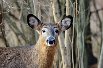 Wild White tailed deer posing in fall meadow