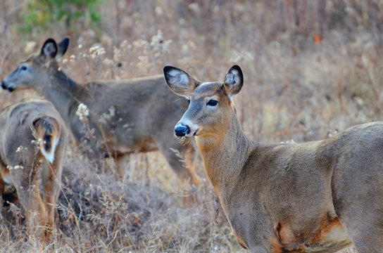 Wild White tailed deer posing in fall meadow