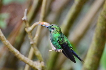 Green-crowned Brilliant Hummingbird - male