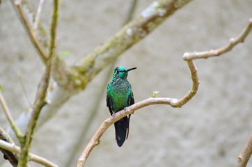 Green-crowned Brilliant Hummingbird - male