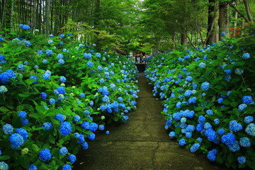 岩手県北上市 夜明けの沼 Wall Mural Wallpaper Murals Yspbqh14 岩手県北上市 夜明けの沼 Wall Mural Wallpaper Murals Yspbqh14