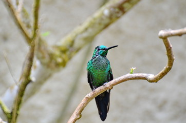 Green-crowned Brilliant Hummingbird - male