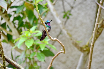 Purple-Throated Mountain Gem Hummingbird - male