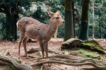 Deer with green forest  in Nara deer park, Japan