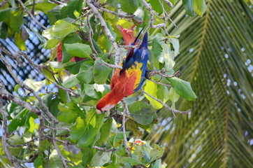 Scarlet Macaw in the wild, Costa Rica