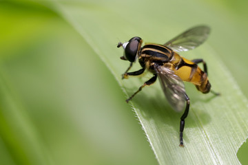 Yellow hoverfly