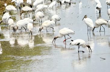 Wood storks along stream