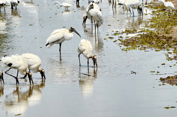 Wood storks along stream