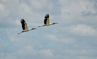 Wood storks flying