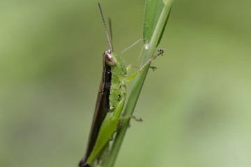 Grass hopper - Green