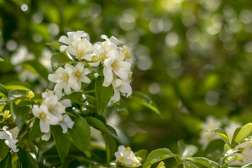 Close-ups of flowers Murraya paniculata.