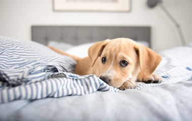 Adorable Young Puppy Playing on Blanket