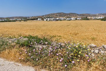 Typical Rural landscape near town of Parakia, Paros island, Cyclades, Greece