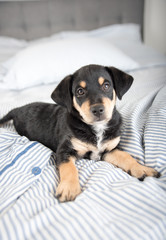 Adorable Black and Tan Puppy Relaxing on Human Bed