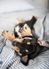 Adorable Black and Tan Puppy Relaxing on Human Bed