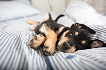 Adorable Black and Tan Puppy Relaxing on Human Bed