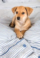 Adorable Puppy Relaxing on Human Bed © Anna Hoychuk