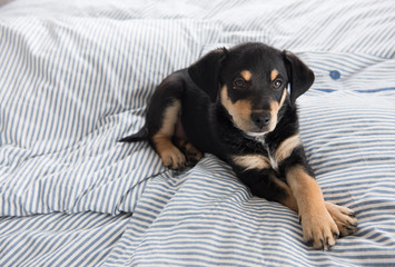 Adorable Young Puppy Playing on Blanket