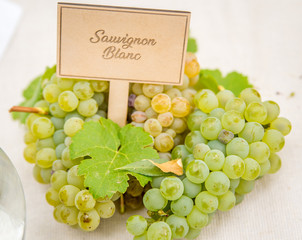 Sauvignon Blanc Grapes & Leaves - obrazy, fototapety, plakaty